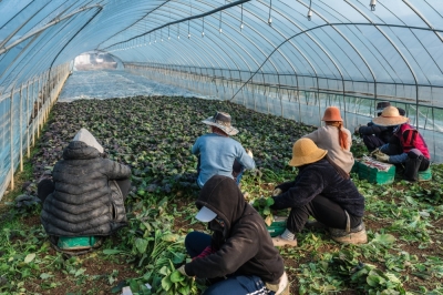 Migrant workers harvest and package vegetables in a greenhouse in Gasan-myeon, South Korea, in December.