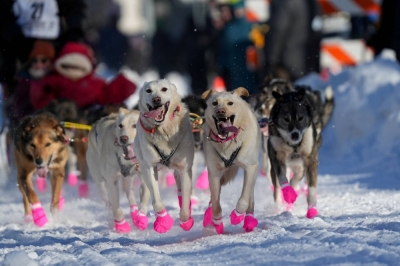 Sean Williams' sled dog team participates in the ceremonial start of the 52nd Iditarod Trail Sled Dog Race in Anchorage, Alaska, on Saturday. 