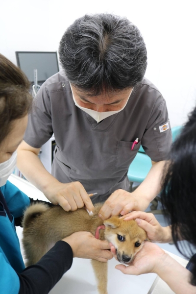 A dog receives a vaccination shot for rabies in Tokyo in June 2020. 