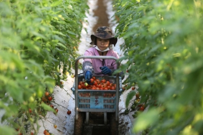 A Vietnamese worker picks tomatoes at a farm in Asahi, Chiba Prefecture. Japan is set to sharply increase the number of foreign nationals it accepts under its skilled worker visa, with plans to receive up to 800,000 people in the next five years.