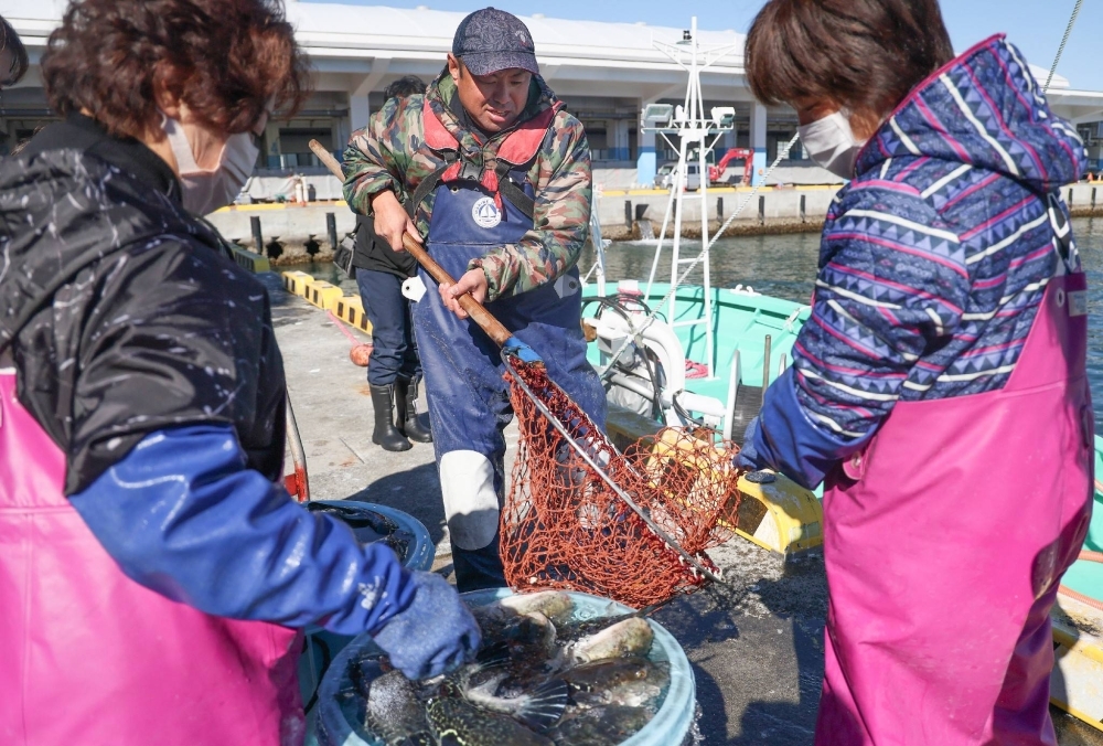 Fisherman Masahiro Ishibashi (center) unloads a haul of tiger puffers in Soma, Fukushima Prefecture, in February.