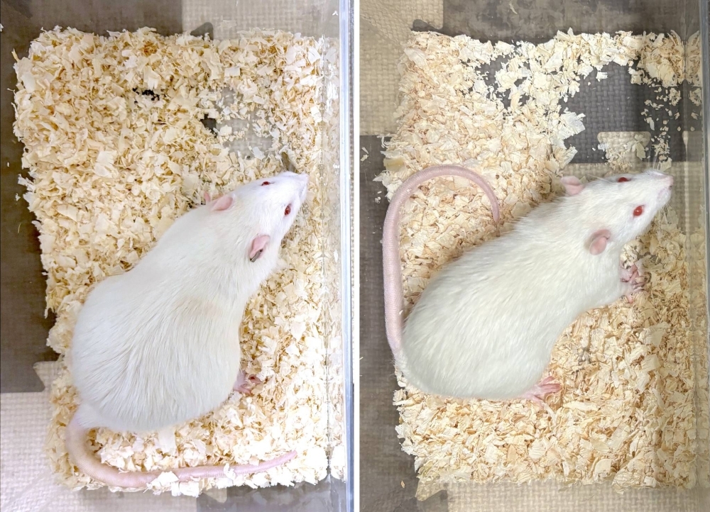 The rat with shortened primary cilia (left) had gained weight compared to a normal rat. According to recent research from Nagoya University, rats with artificially shortened primary cilia displayed lower metabolism and increased food intake, resulting in weight gain.
