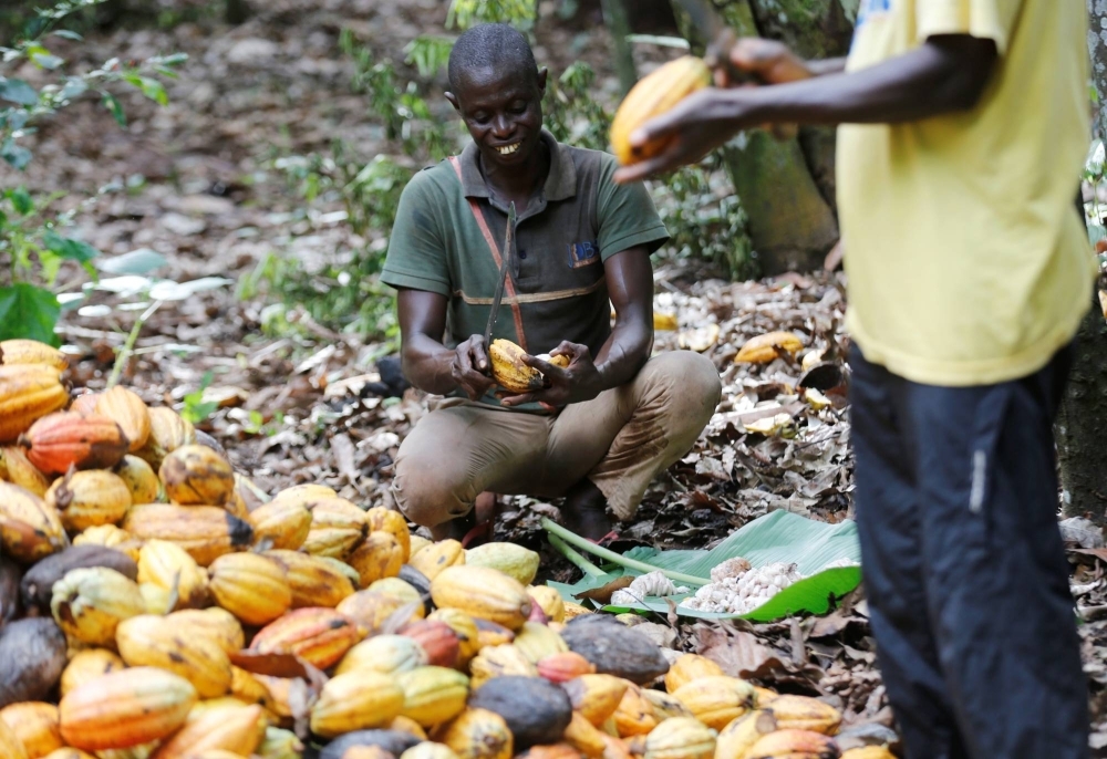 A farmers open cocoa pods in Cote d’Ivoire in October 2018. Many West African farmers make just enough to subsist, with most lacking the means to re-invest in their small plots.