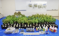 Cannabis and related products seized from a house in Beppu, Oita Prefecture, are displayed in the city of Fukuoka in January. | Kyodo