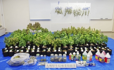 Cannabis and related products seized from a house in Beppu, Oita Prefecture, are displayed in the city of Fukuoka in January.