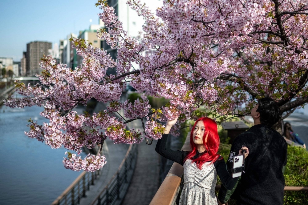 A woman takes pictures with Kawazu cherry blossom trees, one of the earliest to bloom in Japan, in Tokyo's Sumida district on Monday.