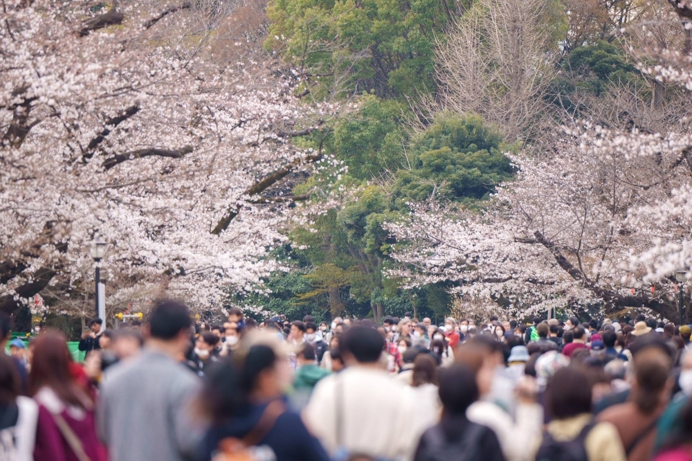 Visitors look at cherry blossom trees in Tokyo's Ueno Park.