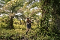 Awang Suang trims weeds from palm trees on his small plantation in Membakut, Malaysia on Feb. 12. He has been cultivating oil palms for more than 50 years after switching from rubber trees. Palms require less labor and produce more frequent harvests — roughly every two weeks, year round — providing a steadier income, he explained.  | Jes Aznar / The New York Times
