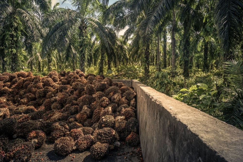 Palm fruits are piled at a collecting station in Gomantong, Malaysia on Feb. 15. Smallholders mostly sell to traders, dealers and collectors — layer upon layer of middlemen who end up mixing together bunches of palm oil fruit from hundreds of plantations.