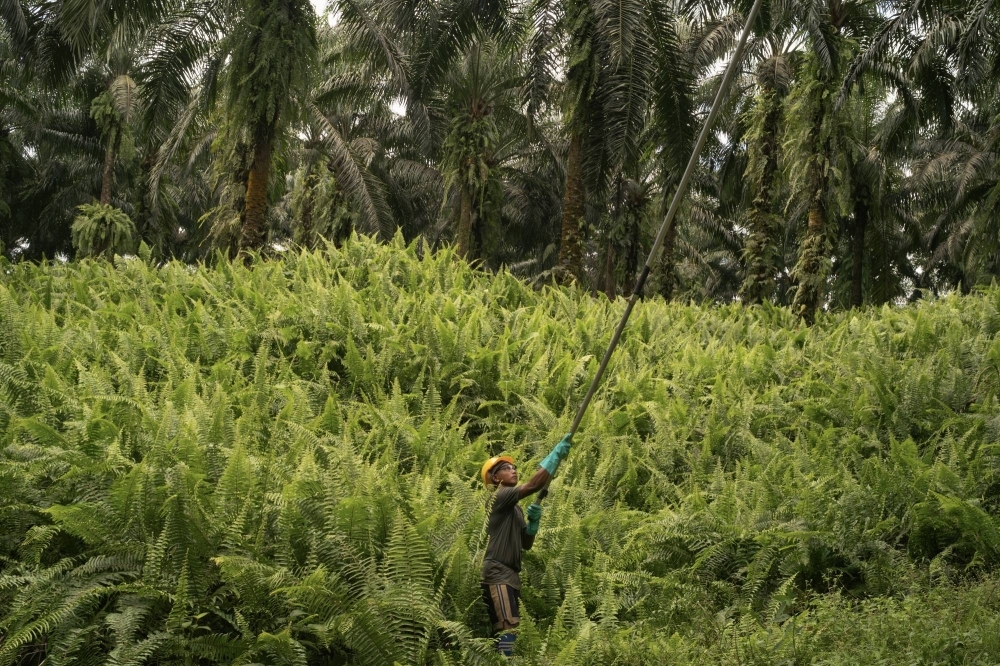 A plantation worker harvests palm fruits on a small plantation in Kinabatangan, Malaysia on Feb. 15. A new regulation aims to rid the palm oil supply chain of imports that come from former forestland. Southeast Asian countries say it threatens livelihoods. 