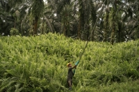 A plantation worker harvests palm fruits on a small plantation in Kinabatangan, Malaysia on Feb. 15. A new regulation aims to rid the palm oil supply chain of imports that come from former forestland. Southeast Asian countries say it threatens livelihoods.  | Jes Aznar / The New York Times