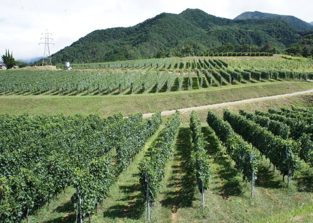 Mercian's vineyard in Koshu, Yamanashi Prefecture