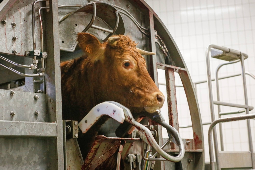  A cow is prepared for slaughter at a facility in Corbas, France.