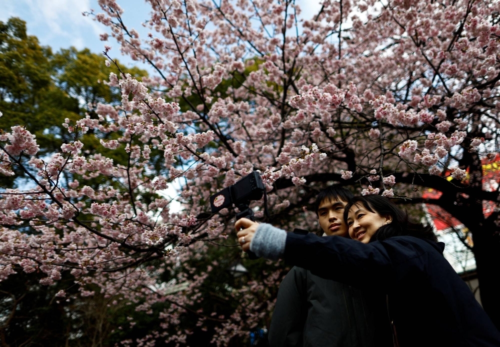 As early as February, organizations in Japan start publishing forecasts for when the nation's cherry blossoms will bloom.