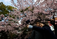 As early as February, organizations in Japan start publishing forecasts for when the nation's cherry blossoms will bloom. | REUTERS