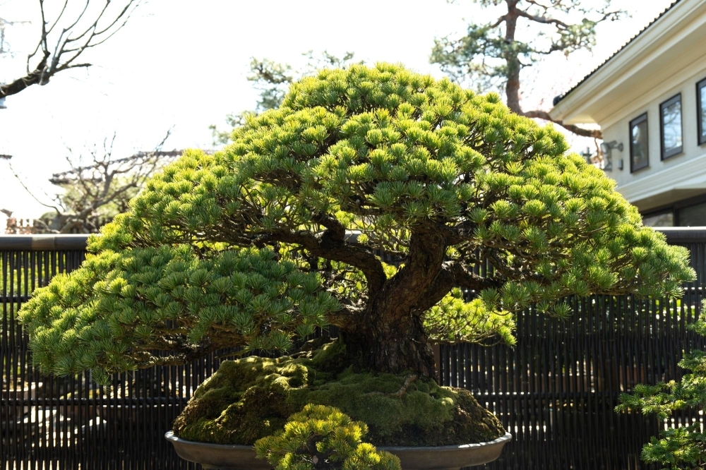 At Seikouen Bonsai in Omiya, Saitama Prefecture, Kaori Yamada cares for this 350-year-old 'goyōmatsu' (five-needle pine).
