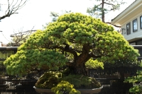 At Seikouen Bonsai in Omiya, Saitama Prefecture, Kaori Yamada cares for this 350-year-old 'goyōmatsu' (five-needle pine). | LAURA POLLACCO
