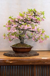When bonsai was first introduced to Japan, the craft spread through Chinese Zen Buddhist monks who taught in monasteries. | LAURA POLLACCO
