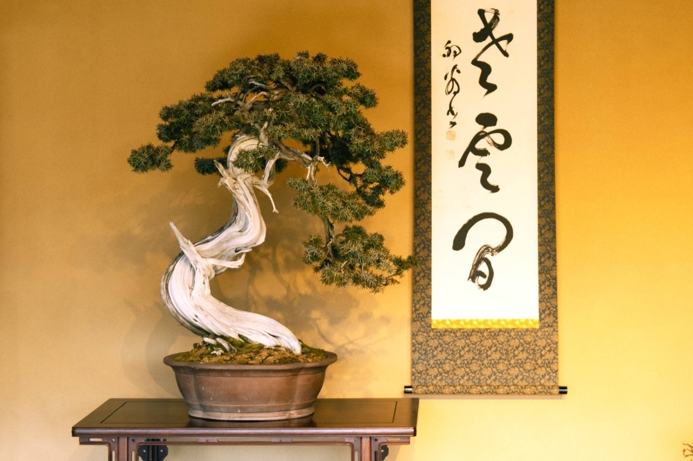 Before owning your own bonsai, Yamada recommends finding a community or classes to become more familiar with the variety of plants you can work with.
