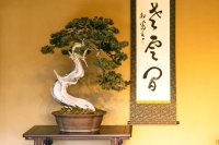 Before owning your own bonsai, Yamada recommends finding a community or classes to become more familiar with the variety of plants you can work with. | LAURA POLLACCO
