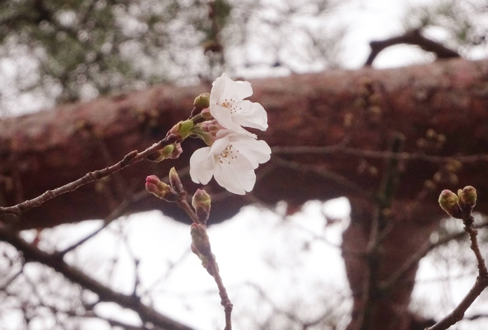 On Saturday, this season's first cherry blossoms were seen on Somei-Yoshino trees in Kochi Prefecture. 