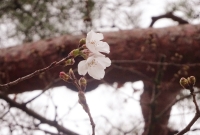 On Saturday, this season's first cherry blossoms were seen on Somei-Yoshino trees in Kochi Prefecture.  | Jiji