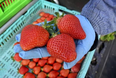 About 70% of the premium Amao strawberry is currently shipped by truck to areas around Tokyo and Osaka and sold just a few days after being picked.