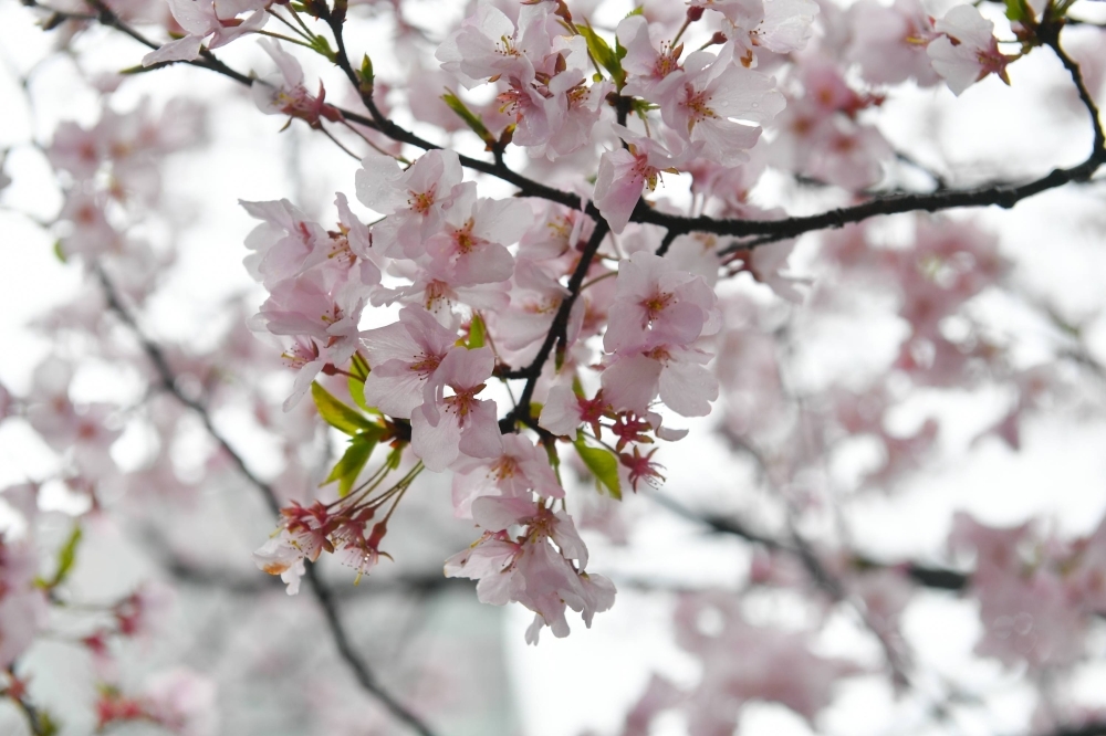 Cherry blossoms in Tokyo's Shinjuku Ward on Friday