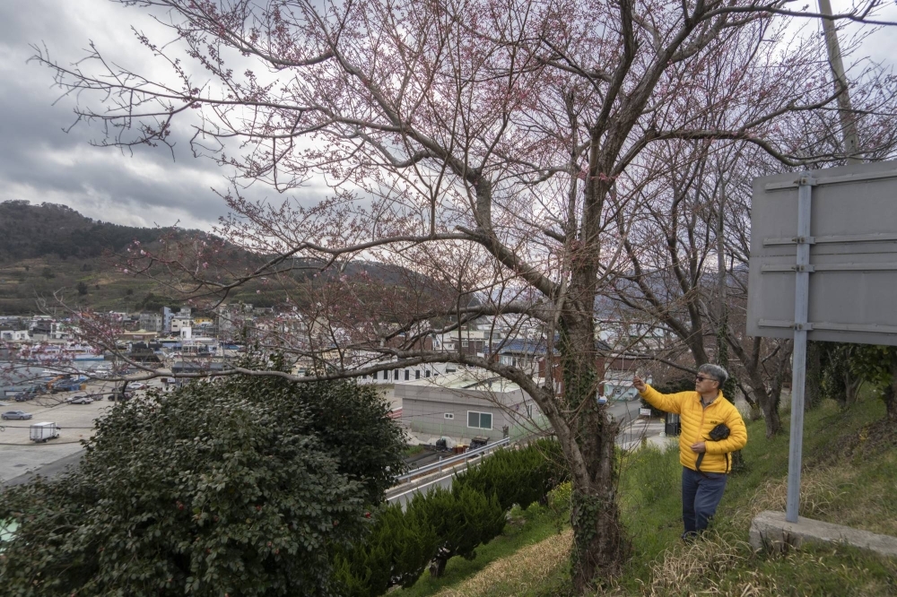 Jin-Oh Hyun searches for wild king cherry trees and their relatives on Geoje Island, off the coast of South Korea, on March 22.