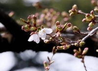 Cherry blossoms bloom at Yasukuni Shrine in Tokyo's Chiyoda Ward on Friday. | JIJI