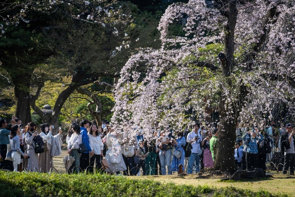People take photographs of cherry blossoms at a park in Tokyo on Sunday.