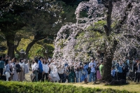 People take photographs of cherry blossoms at a park in Tokyo on Sunday. | AFP-JIJI