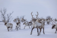 Reindeer that belong to Sami herder Nils Mathis Sara, 65, run in a winter pasture near Geadgebarjavri up on the Finnmark plateau, Norway, last month. | REUTERS