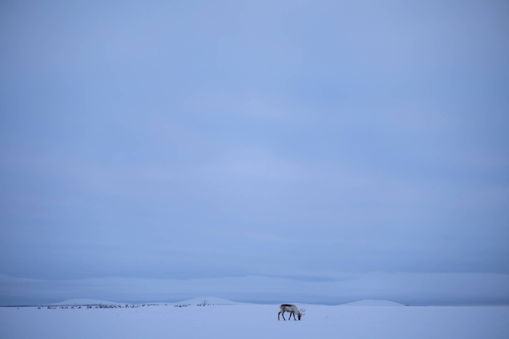 A reindeer grazes in the winter landscape during sunset near Geadgebarjavri up on the Finnmark plateau, Norway