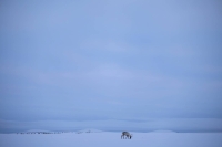 A reindeer grazes in the winter landscape during sunset near Geadgebarjavri up on the Finnmark plateau, Norway | REUTERS
