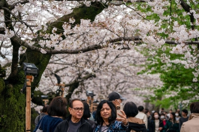 People visit to view cherry blossoms in full bloom at Chidorigafuchi, one of the moats around the Imperial Palace, in Tokyo on Thursday.