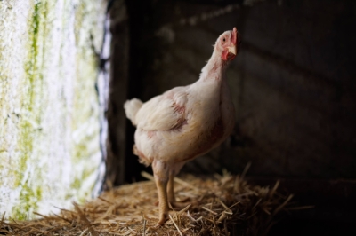 A chicken in its coop on Fogline Farm in Pescadero, California, on March 1. Unlike the coronavirus, the H5N1 virus has been studied for years. Vaccines and treatments are available should they ever become necessary.