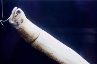 A preserved specimen on display at the Numazu Deep Sea Aquarium in Numazu on March 31 | Elizabeth Beattie
