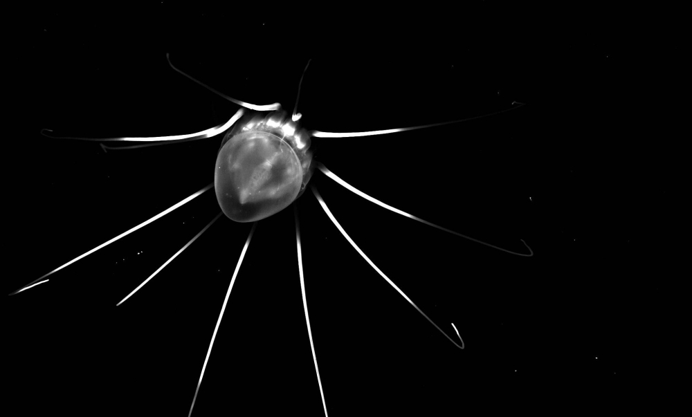 A helmet jellyfish recorded at depth in the Lurefjord, Norway. The creatures experience acute physical effects from short-term exposure to suspended sediment, which could be caused by deep-sea mining.