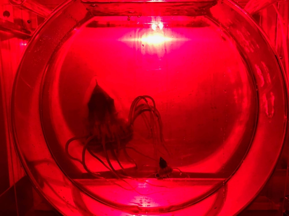 A helmet jellyfish in an experimental tank. The photo was taken under red light, as helmet jellyfish are highly sensitive to bright light.
