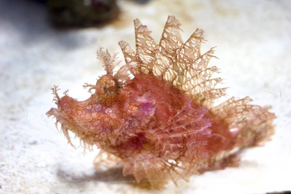 A Rhinopias scorpion fish swims around an artificial habitat at the Numazu Deep Sea Aquarium in Numazu on March 31. The fish is known for its stealthy camouflage flits.