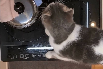 Of 26 fires attributed to pets activating gas or induction heating stove controls, 19 were caused by cats, the National Institute of Technology and Evaluation (NITE) said.
