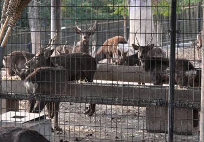 Deer that are kept in a fenced-off area in the city of Nara