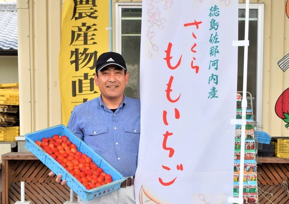 Masafumi Kurisaka shows off a box of luxury Sakura Momo Ichigo strawberries, which can fetch a hefty price at auction.