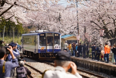 Cherry blossom viewers at Notokashima Station in Ishikawa Prefecture on Saturday 