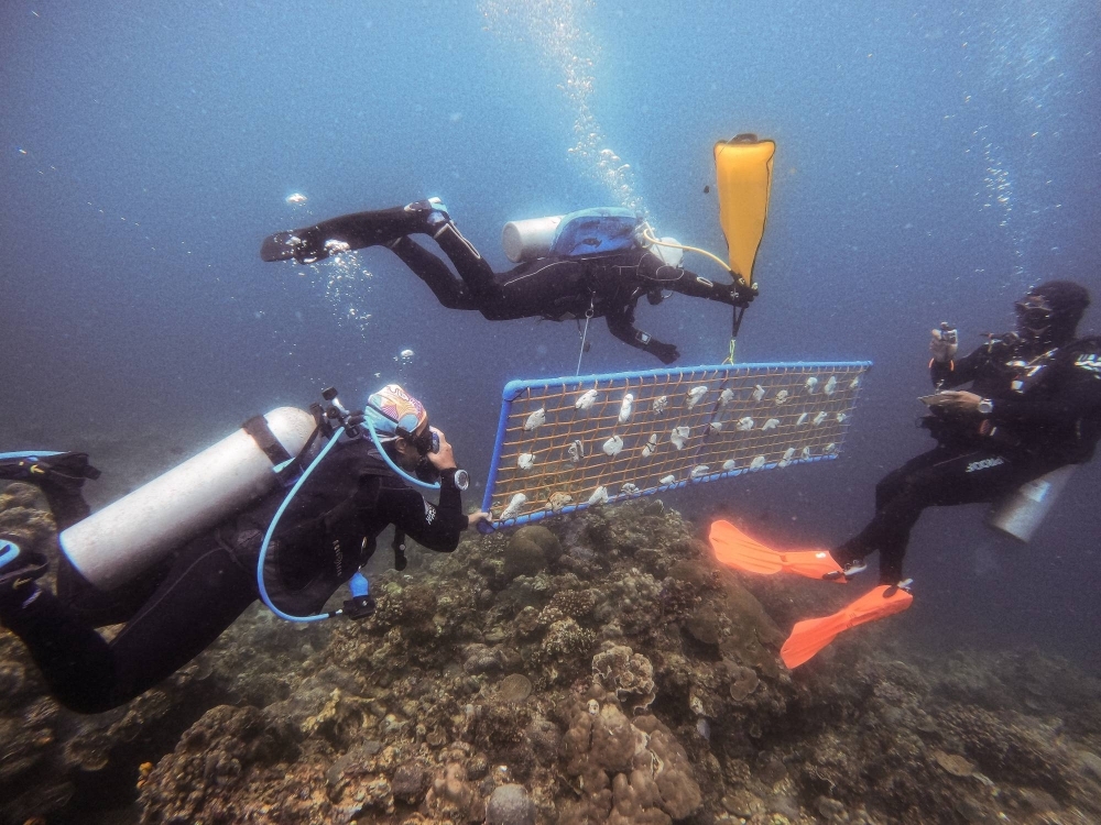Divers hold a frame for an underwater coral nursery in Bauan, Batangas Province, Philippines, on March 10.