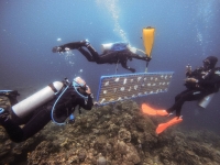 Divers hold a frame for an underwater coral nursery in Bauan, Batangas Province, Philippines, on March 10. | REUTERS