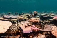 Coral reefs bleach in the Great Barrier Reef as scientists conduct in-water monitoring during marine heat in Mackay Reef, Australia, on Feb 24. | Australian Institute of Marine Science /Grace Frank / Handout via REUTERS 
