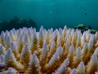Coral reefs bleach in the Great Barrier Reef as scientists conduct in-water monitoring during marine heat in Moore Reef, Australia, on Feb. 27. | Australian Institute of Marine Science /Grace Frank / Handout via REUTERS    