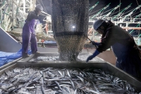 Japan and other countries are holding annual talks on saury catch quota. | Jiji